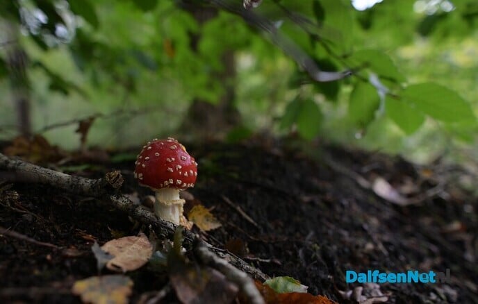 Herfstfotografie in het bos - Foto: Johan Bokma
