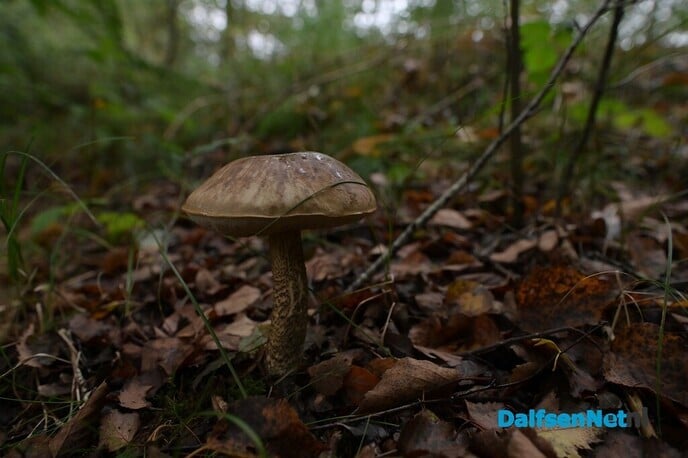 Herfstfotografie in het bos - Foto: Johan Bokma
