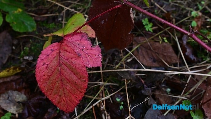 Herfstfotografie in het bos - Foto: Johan Bokma