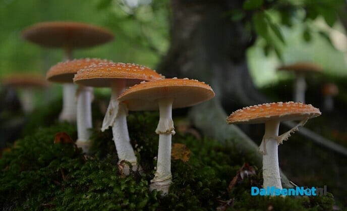 Herfstfotografie in het bos - Foto: Johan Bokma