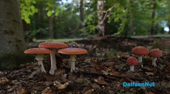 Herfstfotografie in het bos - Foto: Johan Bokma