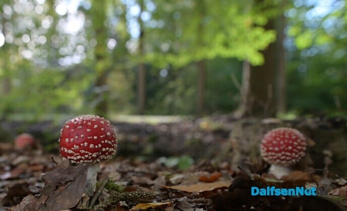 Herfstfotografie in het bos - Foto: Johan Bokma