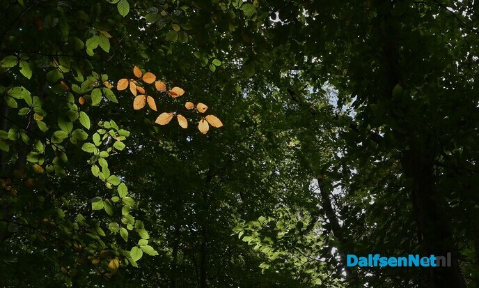 Herfstfotografie in het bos - Foto: Johan Bokma
