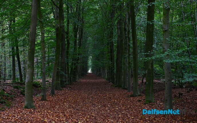Herfstfotografie in het bos - Foto: Johan Bokma