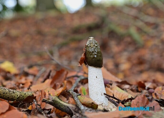Herfstfotografie in het bos - Foto: Johan Bokma