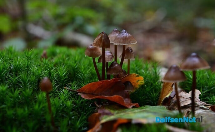 Herfstfotografie in het bos - Foto: Johan Bokma