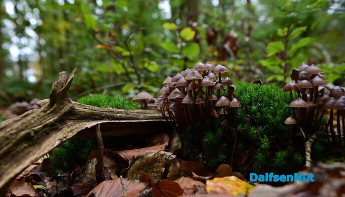 Herfstfotografie in het bos - Foto: Johan Bokma