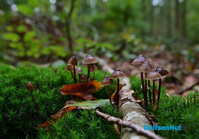Herfstfotografie in het bos - Foto: Johan Bokma
