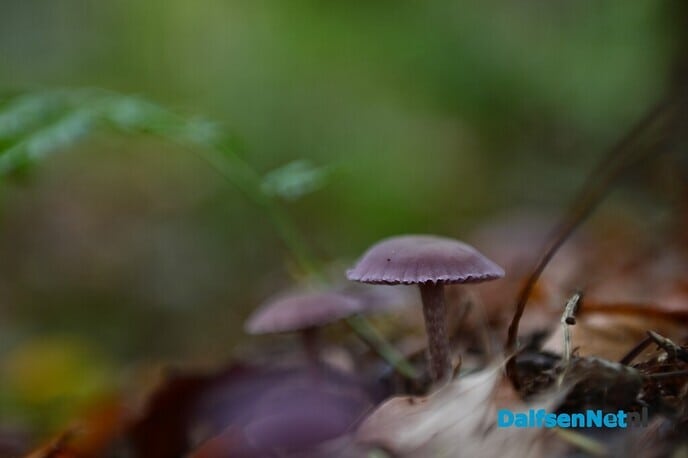 Herfstfotografie in het bos - Foto: Johan Bokma