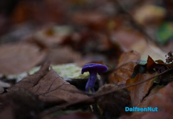 Herfstfotografie in het bos - Foto: Johan Bokma