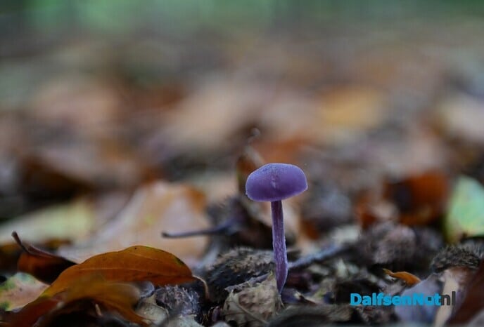 Herfstfotografie in het bos - Foto: Johan Bokma