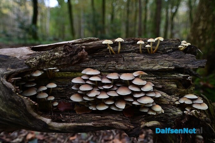 Herfstfotografie in het bos - Foto: Johan Bokma