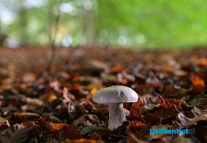 Herfstfotografie in het bos - Foto: Johan Bokma