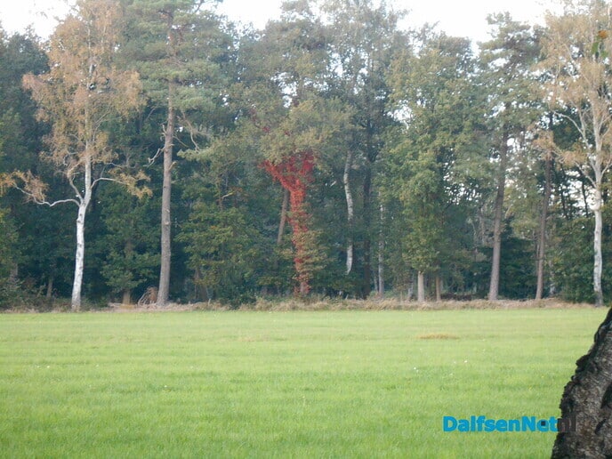Rode bomen