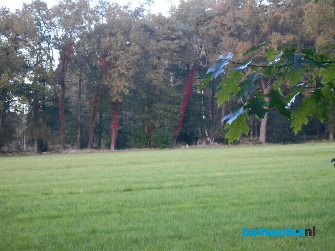 Rode bomen