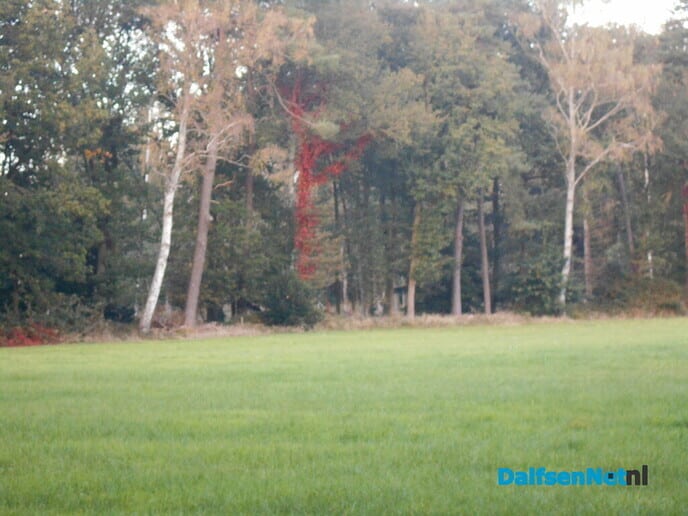 Rode bomen