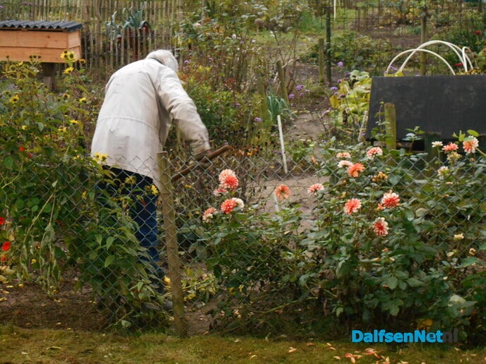 Dahlia’s sieren de volkstuin