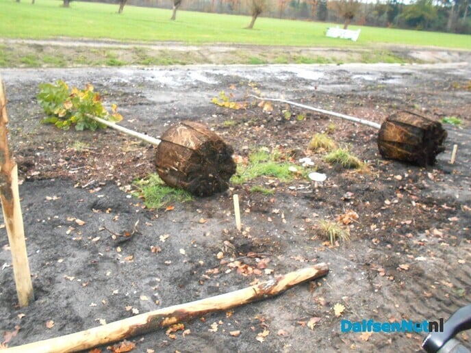 Het aanplanten is begonnen