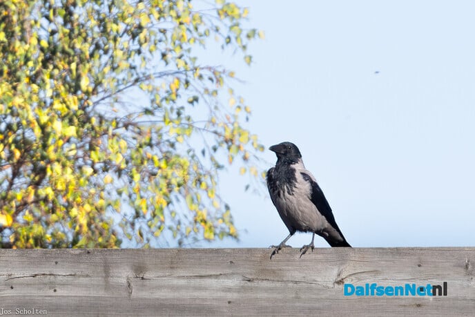 Sint Maartensvogel - Foto: Ingezonden foto