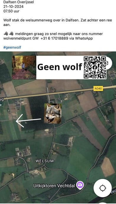 Wolf waargenomen in Dalfsen - Foto: Ingezonden foto