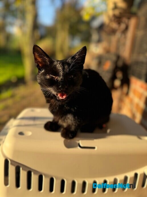 Kitten aan komen lopen - Foto: Ingezonden foto