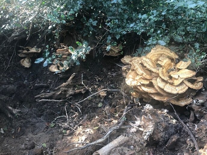 Mijn wandeling op Den Berg - Foto: Ingezonden foto