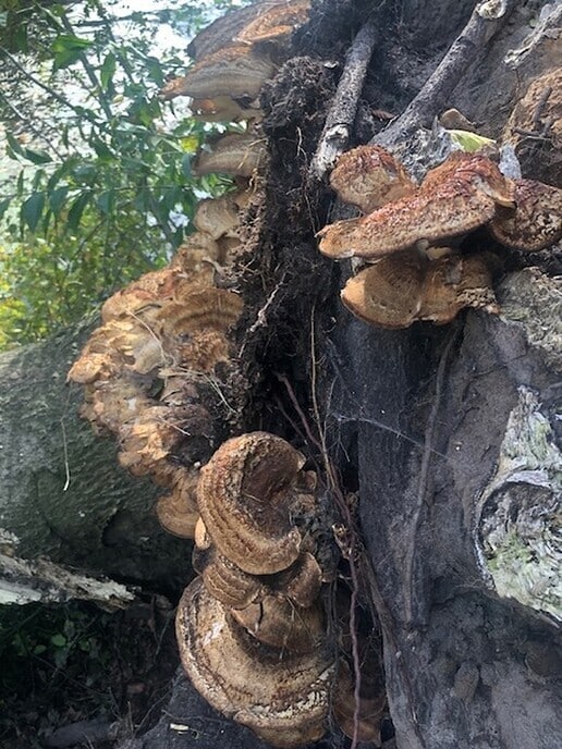 Mijn wandeling op Den Berg - Foto: Ingezonden foto