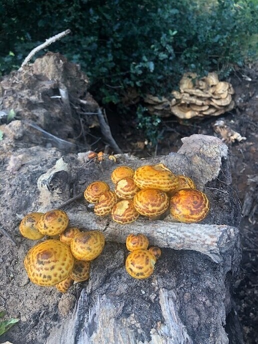Mijn wandeling op Den Berg - Foto: Ingezonden foto