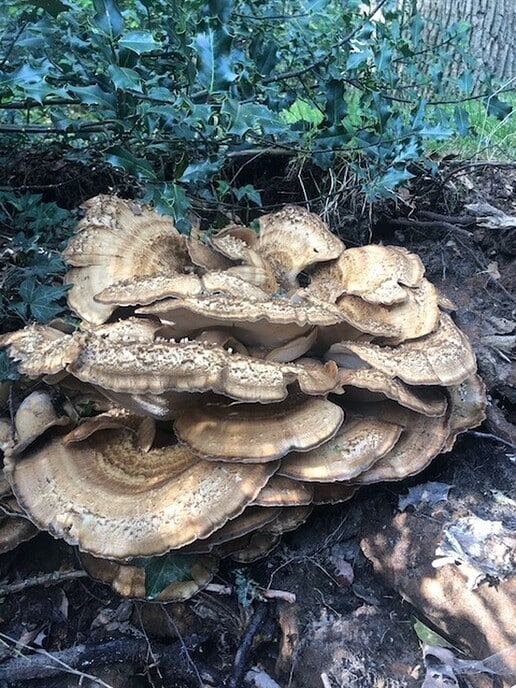 Mijn wandeling op Den Berg - Foto: Ingezonden foto