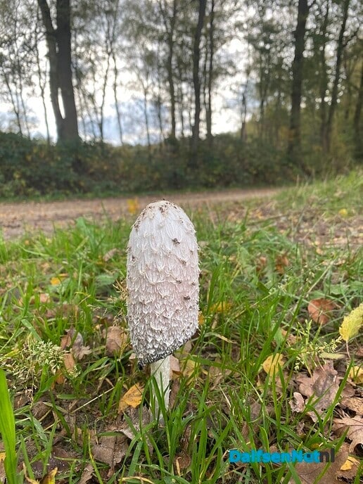 Herfstwandeling - Foto: Ingezonden foto