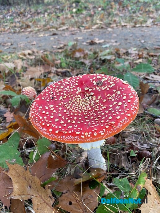 Herfstwandeling - Foto: Ingezonden foto