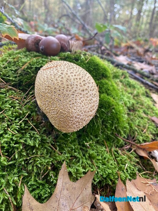 Herfstwandeling - Foto: Ingezonden foto