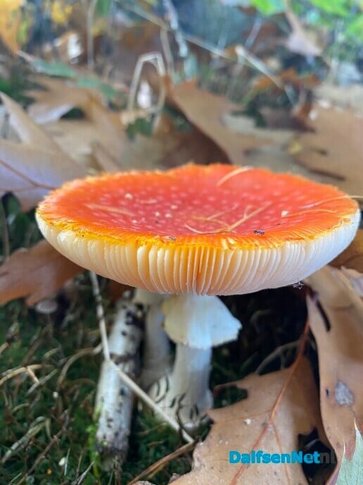 Herfstwandeling - Foto: Ingezonden foto