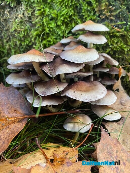 Herfstwandeling - Foto: Ingezonden foto