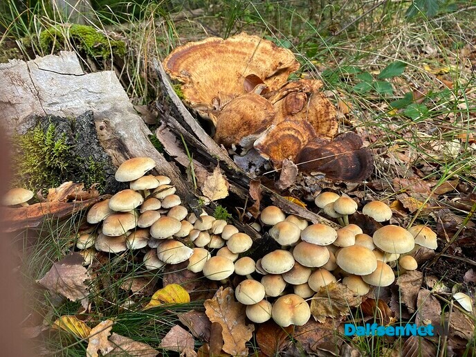 Herfstwandeling - Foto: Ingezonden foto