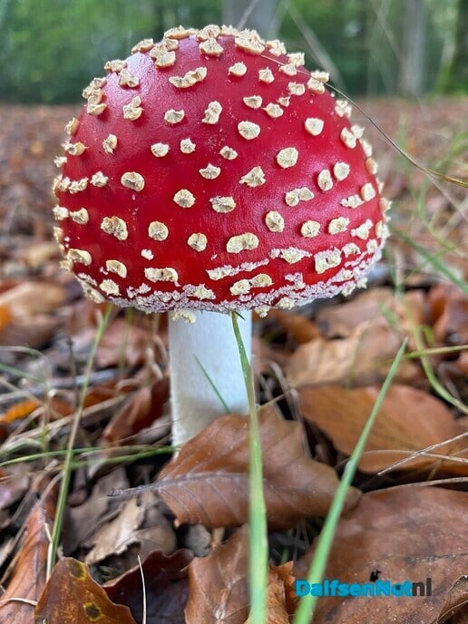 Herfstwandeling - Foto: Ingezonden foto
