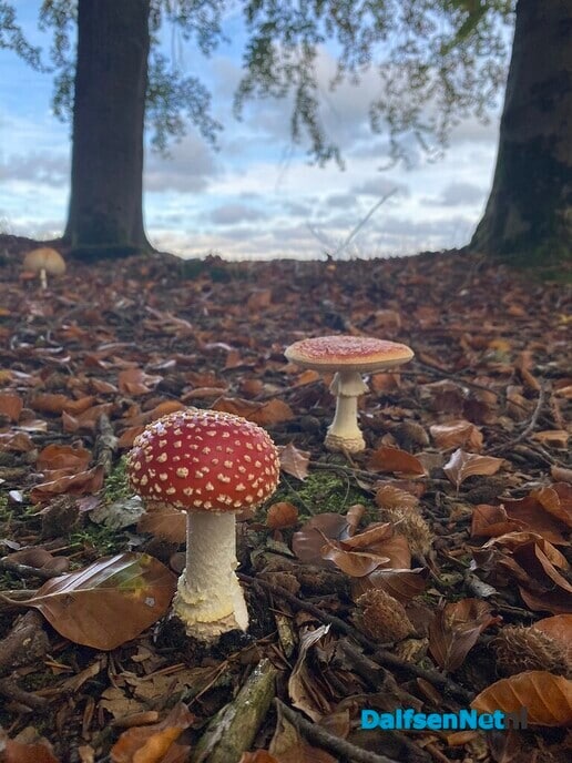 Herfstwandeling - Foto: Ingezonden foto