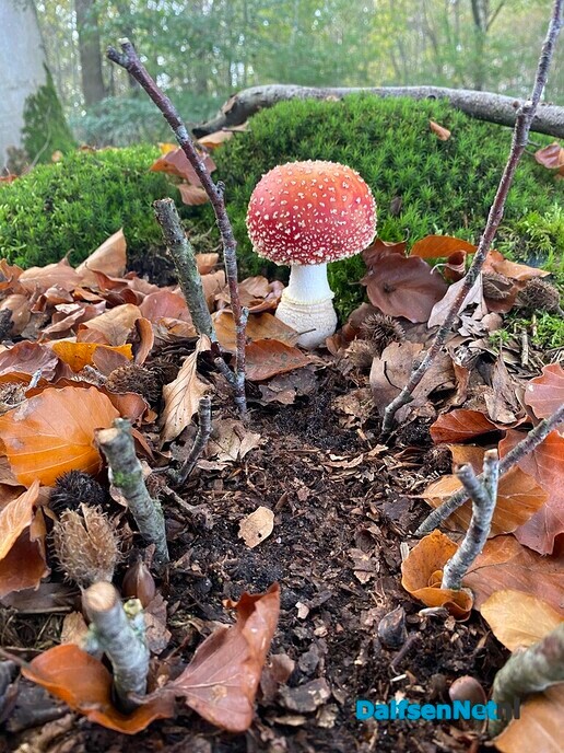 Herfstwandeling - Foto: Ingezonden foto