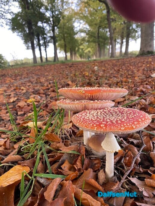 Herfstwandeling - Foto: Ingezonden foto