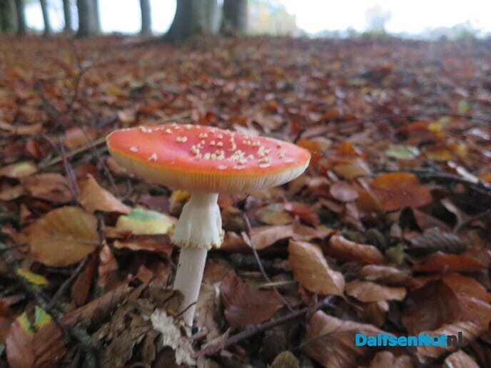 Wintertijd en genieten van de herfst - Foto: Wim