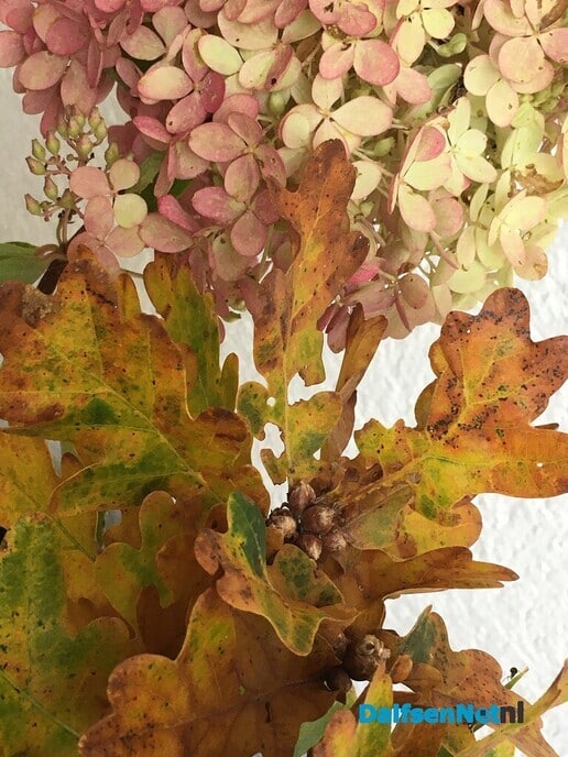 Workshop: Herfstblues en herfstpracht - Foto: Ingezonden foto