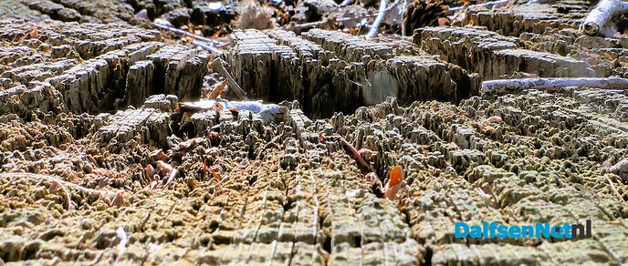 Grand Canyon tour - Foto: Hans de Weerd
