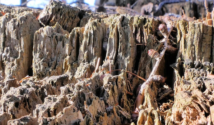 Grand Canyon tour - Foto: Hans de Weerd