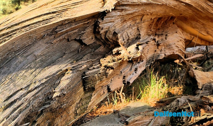 Grand Canyon tour - Foto: Hans de Weerd