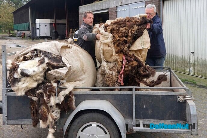 Wol van dertig schapen voor Lindehoeve - Foto: Paul Scholten