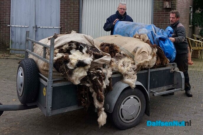 Wol van dertig schapen voor Lindehoeve - Foto: Paul Scholten