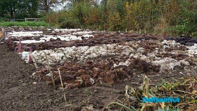 Wol van dertig schapen voor Lindehoeve - Foto: Paul Scholten