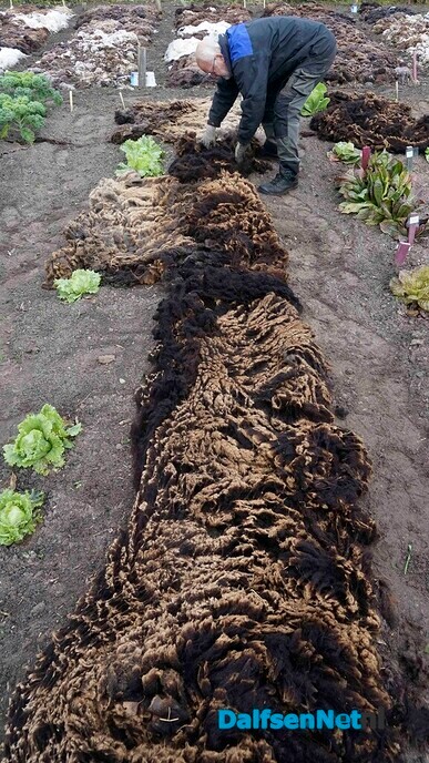 Wol van dertig schapen voor Lindehoeve - Foto: Paul Scholten
