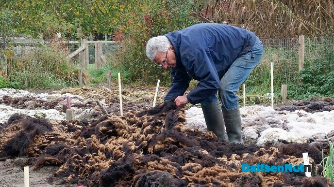 Wol van dertig schapen voor Lindehoeve - Foto: Paul Scholten