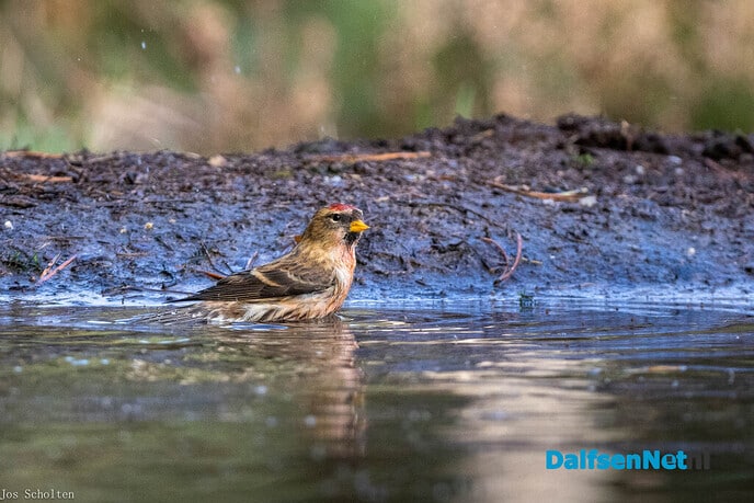 Vlammende gekleurde - Foto: Ingezonden foto